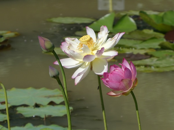 Nelumbo Xin De Lian Nelumbo Xin De Lian