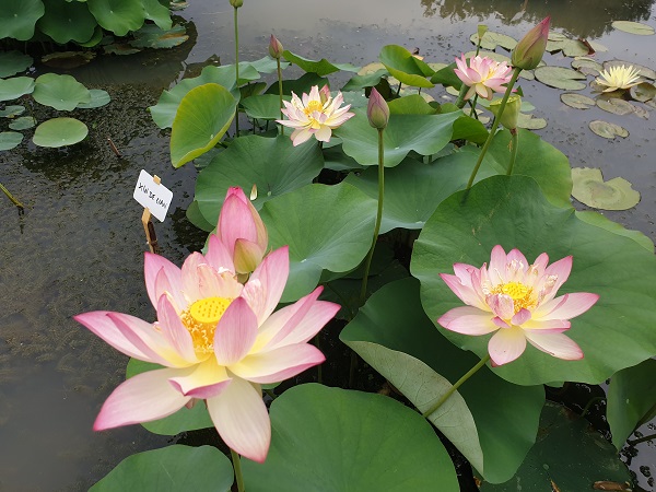 Nelumbo Xin De Lian Nelumbo Xin De Lian