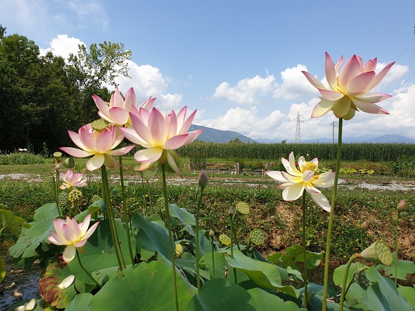 Nelumbo Xin De Lian Nelumbo Xin De Lian