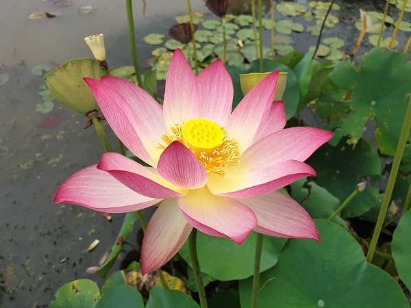 Nelumbo Xin De Lian Nelumbo Xin De Lian