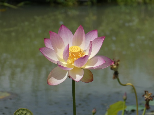 Nelumbo Xin De Lian Nelumbo Xin De Lian