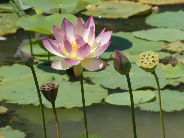 Nelumbo Xin De Lian Nelumbo Xin De Lian