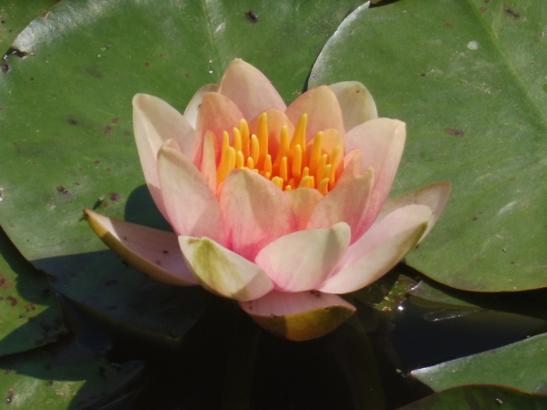 Ninfea Chrysantha Ninfea Chrysantha