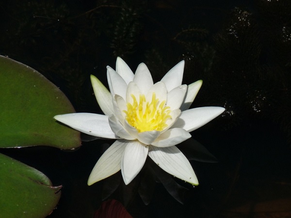 Ninfea Gladstoniana Ninfea Gladstoniana