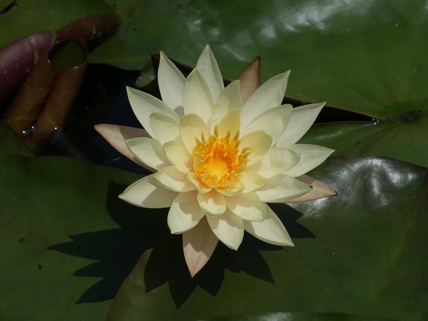 Ninfea Hawaiian Gold Ninfea Hawaiian Gold