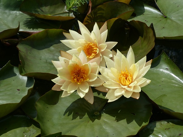 Ninfea Hawaiian Gold Ninfea Hawaiian Gold