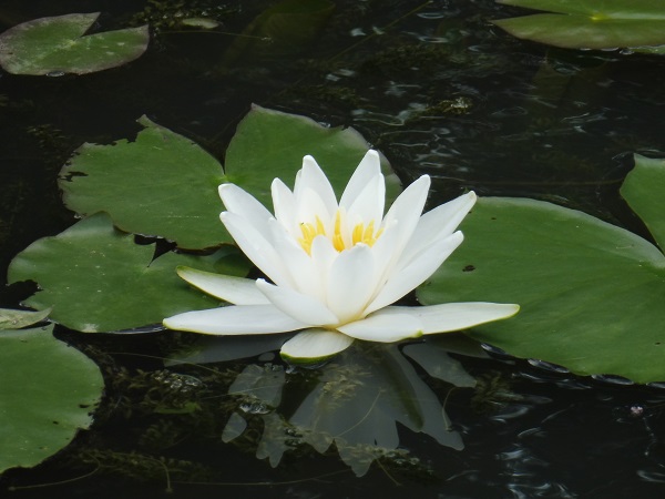 Ninfea Hever White Ninfea Hever White