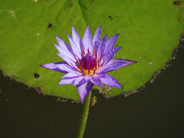 Ninfea Lilac Star Ninfea Lilac Star