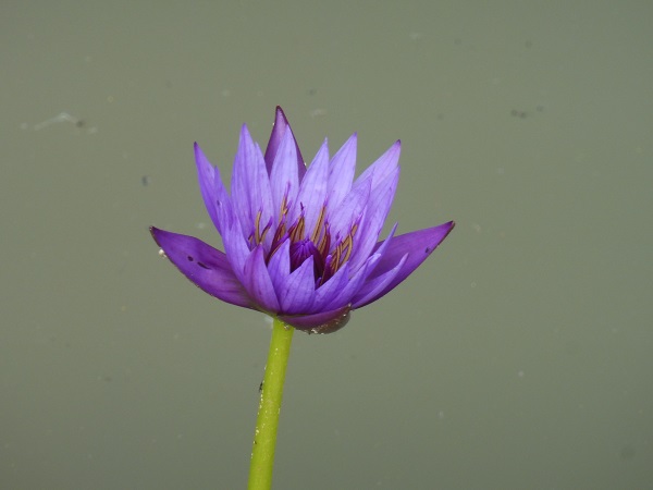 Ninfea Lilac Star Ninfea Lilac Star