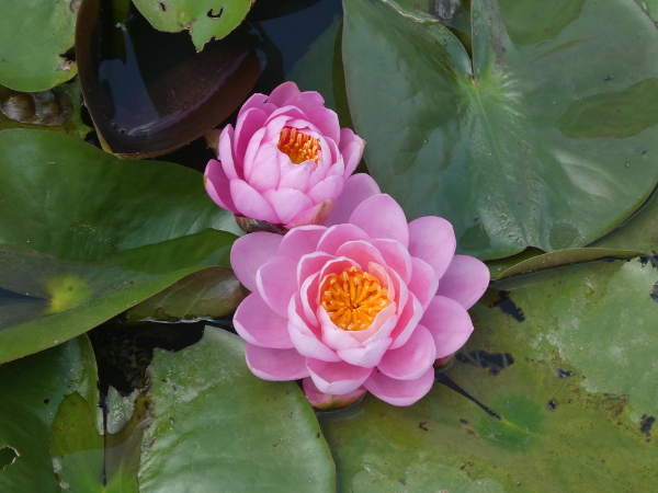 Ninfea Pink Peony Ninfea Pink Peony