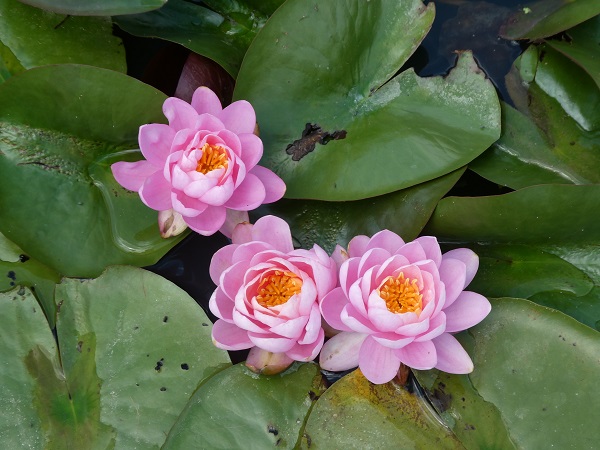Ninfea Pink Peony Ninfea Pink Peony