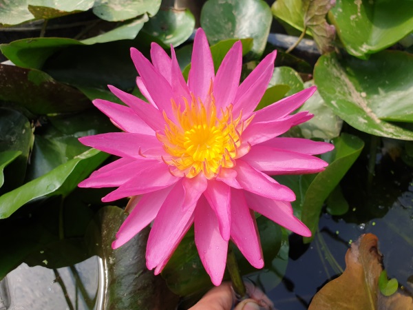 Ninfea Pink Silk Ninfea Pink Silk