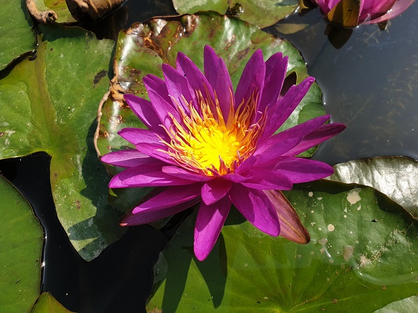 Ninfea Purple Silk Ninfea Purple Silk