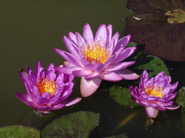 Ninfea Siam Purple 2 Ninfea Siam Purple 2