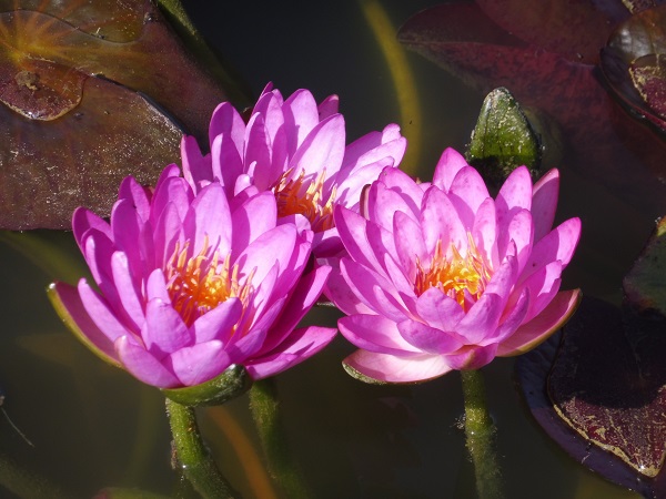 Ninfea Siam Purple 2 Ninfea Siam Purple 2