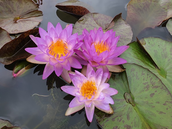 Ninfea Siam Purple Ninfea Siam Purple