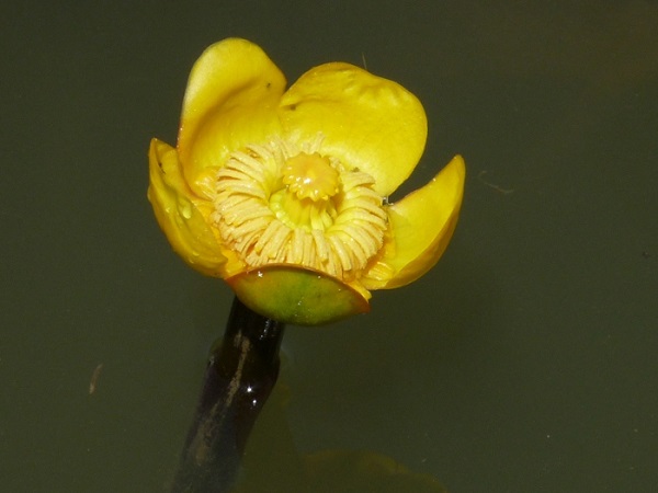 Nuphar Japonica Rubra Nuphar Japonica Rubra