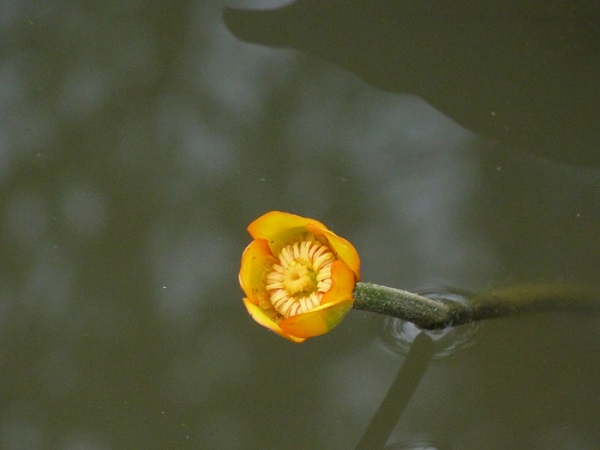 Nuphar Japonica Rubra Nuphar Japonica Rubra