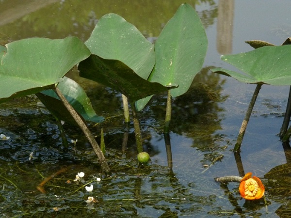Nuphar Japonica Rubra Nuphar Japonica Rubra
