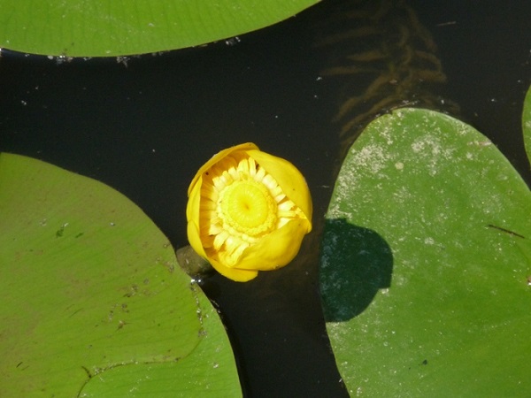 Nuphar Lutea Nuphar Lutea