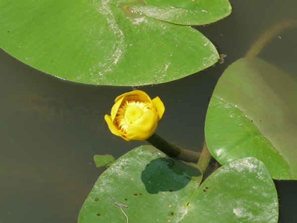 Nuphar Lutea Nuphar Lutea
