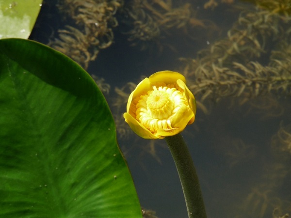 Nuphar Lutea Nuphar Lutea