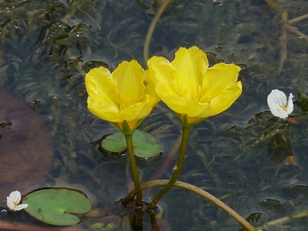 Nymphoides Peltata Nymphoides Peltata