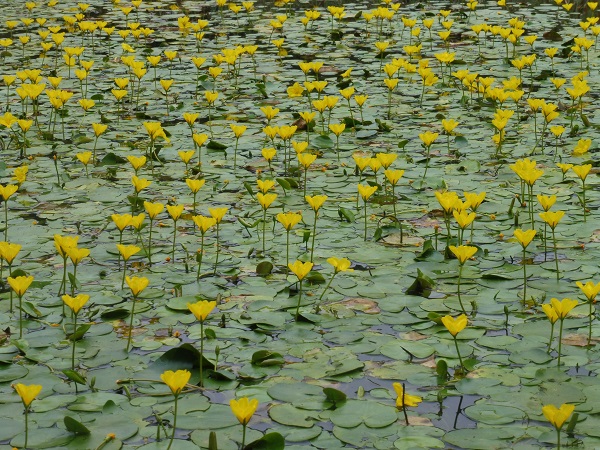 Nymphoides Peltata Nymphoides Peltata