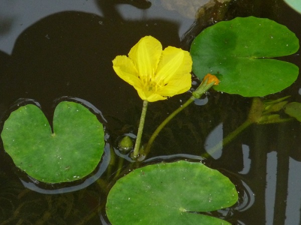 Nymphoides Peltata Nymphoides Peltata