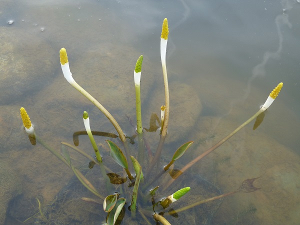 Orontium aquaticum Orontium aquaticum