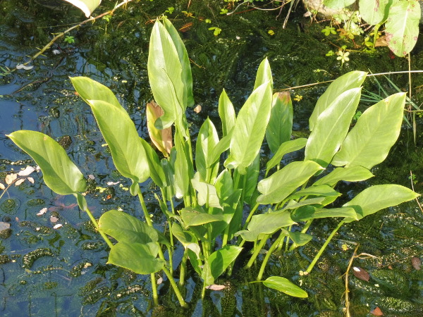 Peltandra virginica Peltandra virginica