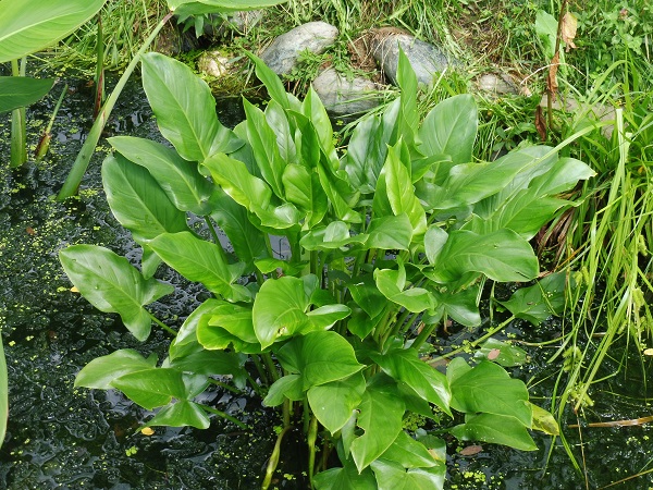 Peltandra virginica Peltandra virginica
