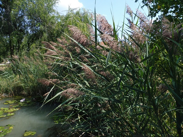 Phragmites australis Phragmites australis