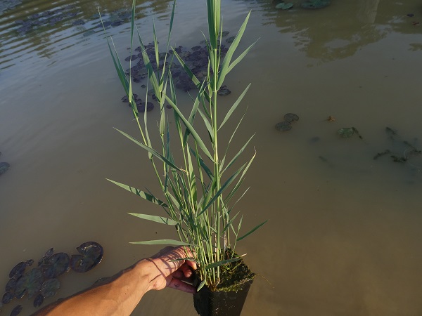 Phragmites australis pianta in vaso Phragmites australis pianta in vaso