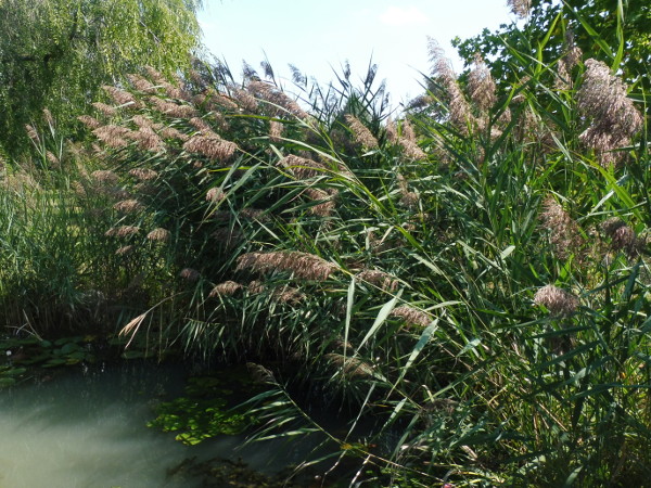 Phragmites australis Phragmites australis