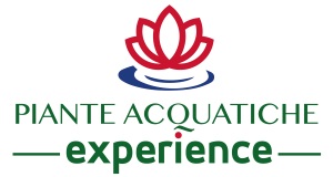 Piante Acquatiche Experience Piante Acquatiche Experience