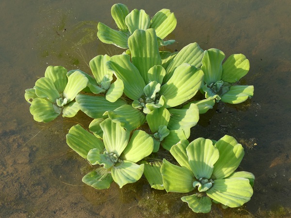 Pistia Stratiotes Pistia Stratiotes