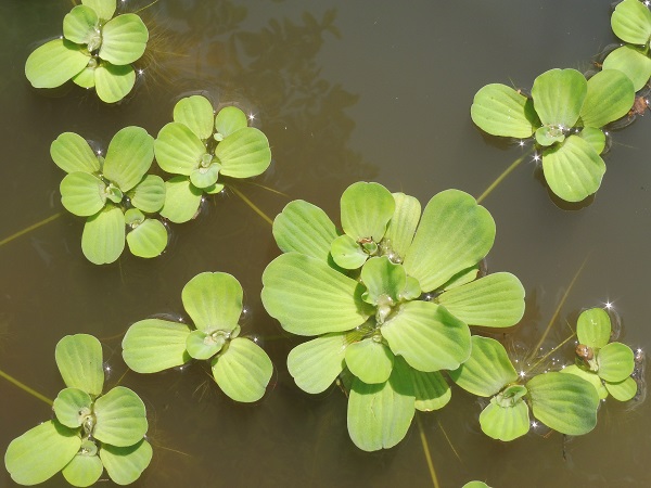 Pistia Stratiotes Pistia Stratiotes