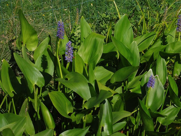 Pontederia Cordata Pontederia Cordata