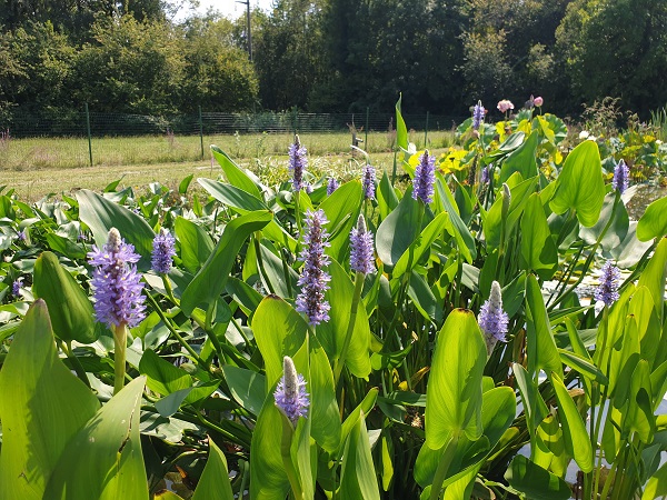 Pontederia cordata Pontederia cordata
