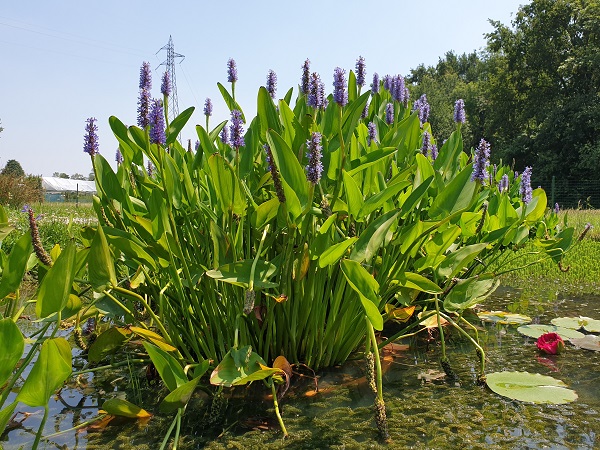Pontederia cordata Pontederia cordata
