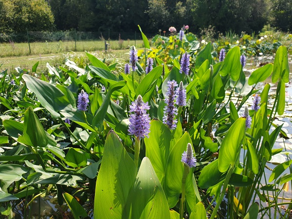 Pontederia cordata Pontederia cordata