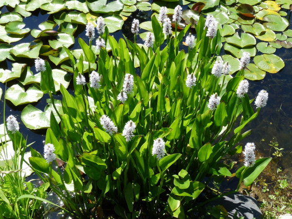 Pontederia Cordata Alba Pontederia Cordata Alba