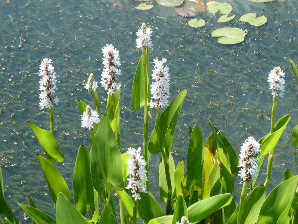 Pontederia Cordata Alba Pontederia Cordata Alba