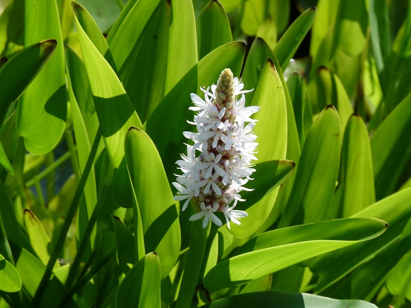 Pontederia Cordata Alba Pontederia Cordata Alba