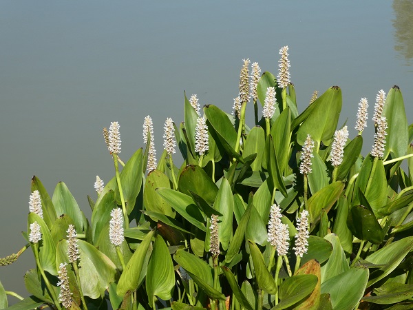 Pontederia Light Pink Pontederia Light Pink