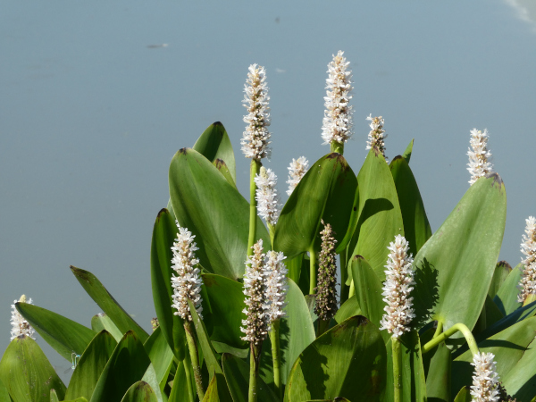 Pontederia Light Pink Pontederia Light Pink