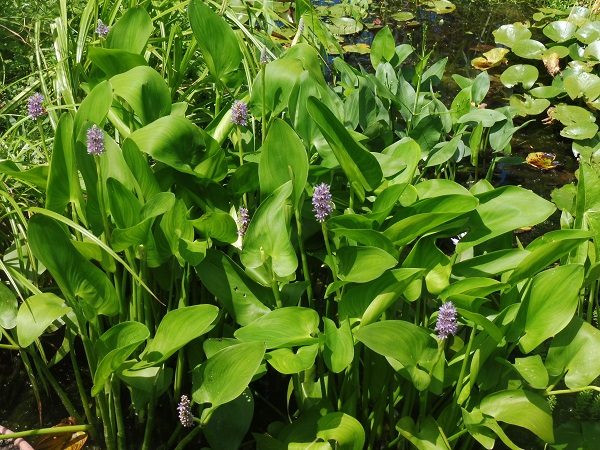 Pontederia Cordata Pink Pons Pontederia Cordata Pink Pons