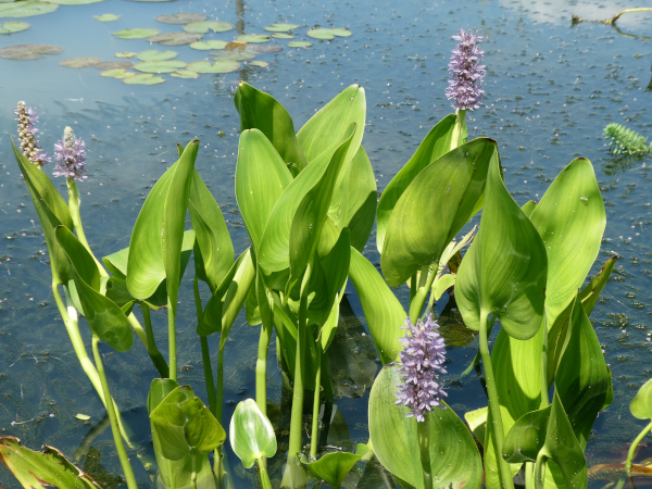 Pontederia Cordata Pink Pons Pontederia Cordata Pink Pons