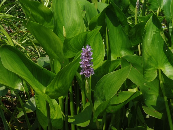 Pontederia Cordata Pink Pons Pontederia Cordata Pink Pons